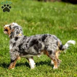 Noli, Mini Bernedoodle Puppy