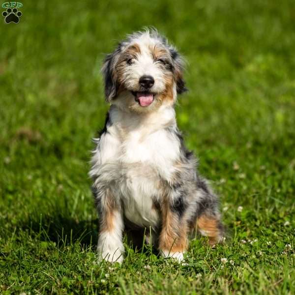 Noli, Mini Bernedoodle Puppy
