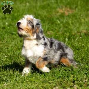 Noli, Mini Bernedoodle Puppy