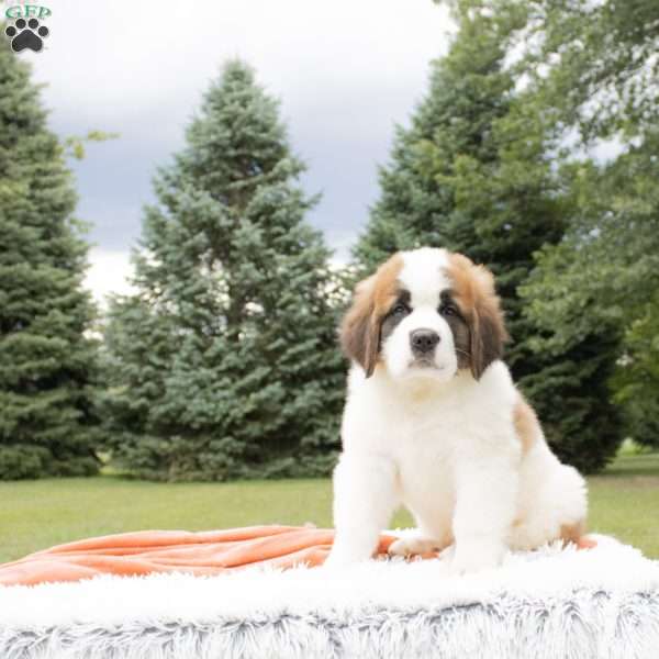 Timber, Saint Bernard Puppy