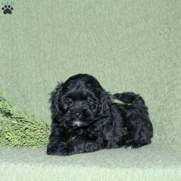Nora, Miniature Poodle Mix Puppy