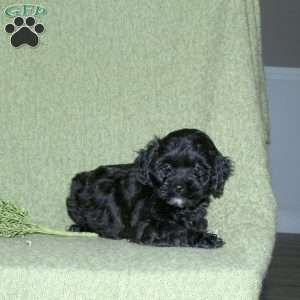 Nora, Miniature Poodle Mix Puppy