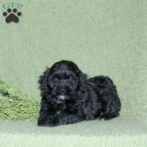 Nora, Miniature Poodle Mix Puppy