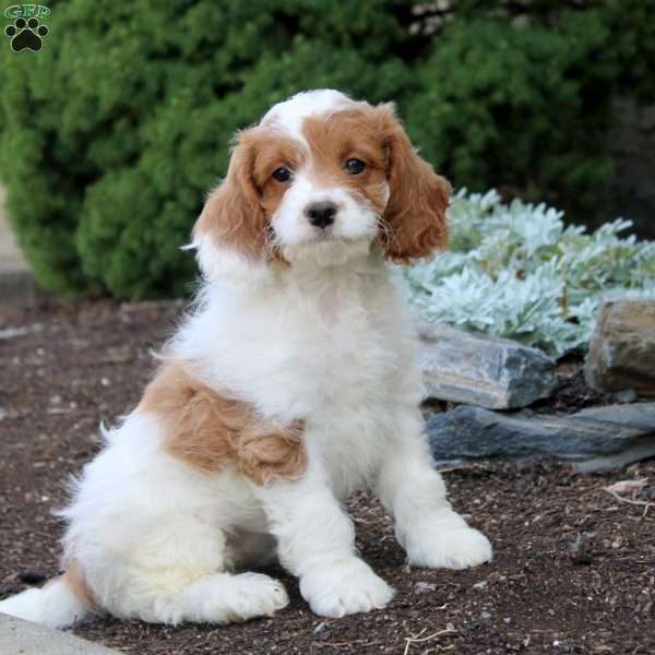 Norma, Cockapoo Puppy