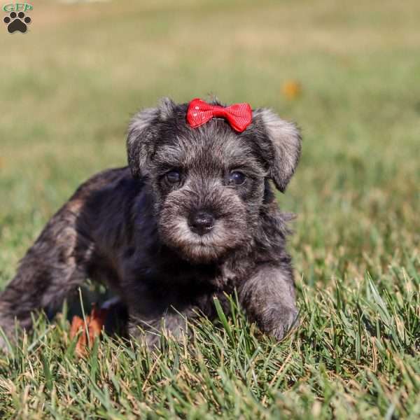 Nova, Miniature Schnauzer Puppy
