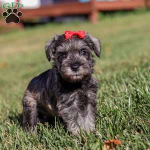 Nova, Miniature Schnauzer Puppy