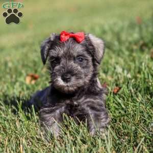 Nova, Miniature Schnauzer Puppy