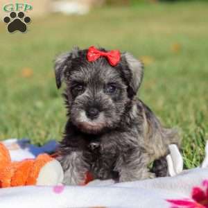 Nova, Miniature Schnauzer Puppy