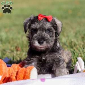 Nova, Miniature Schnauzer Puppy