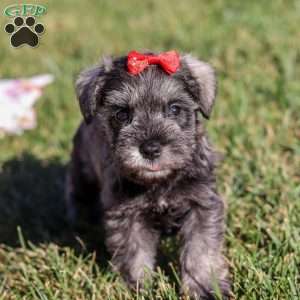 Nova, Miniature Schnauzer Puppy