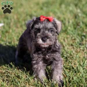 Nova, Miniature Schnauzer Puppy