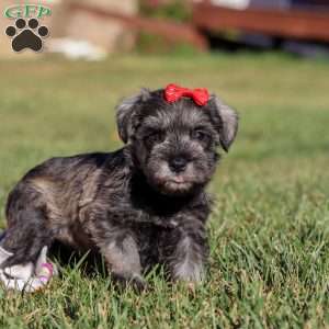 Nova, Miniature Schnauzer Puppy