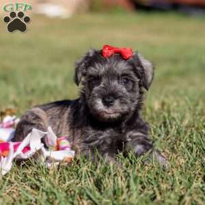 Nova, Miniature Schnauzer Puppy