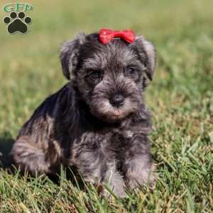 Nova, Miniature Schnauzer Puppy