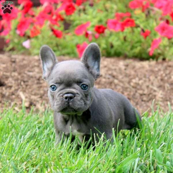 Nova, French Bulldog Puppy