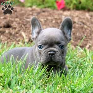 Nova, French Bulldog Puppy