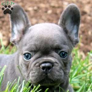 Nova, French Bulldog Puppy