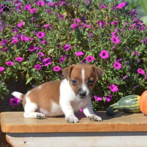 Nugget, Jack Russell Terrier Puppy