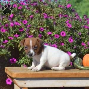 Nugget, Jack Russell Terrier Puppy