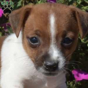 Nugget, Jack Russell Terrier Puppy