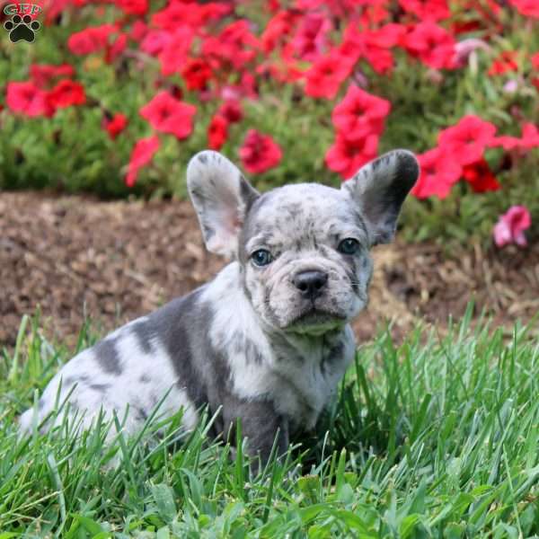 Oaklynn, French Bulldog Puppy