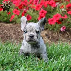 Oaklynn, French Bulldog Puppy