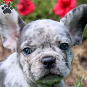 Oaklynn, French Bulldog Puppy