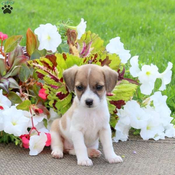 Odette, Jack-a-poo Puppy