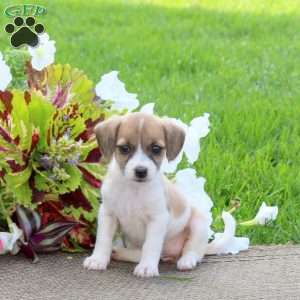 Odette, Jack-a-poo Puppy