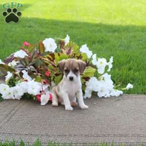 Odette, Jack-a-poo Puppy