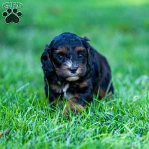 Ollie, Cavapoo Puppy
