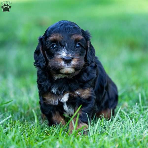 Ollie, Cavapoo Puppy