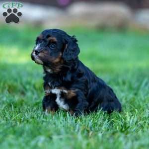 Ollie, Cavapoo Puppy