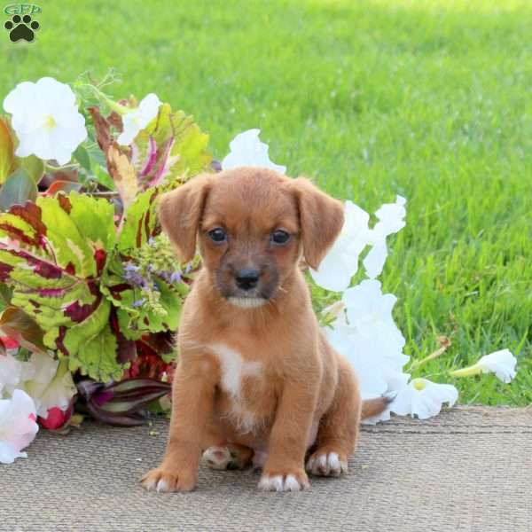 Oliver, Jack-a-poo Puppy