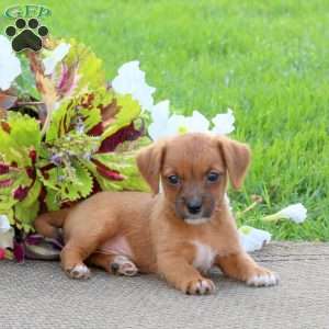 Oliver, Jack-a-poo Puppy