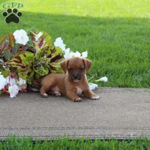 Oliver, Jack-a-poo Puppy