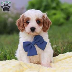 Ollie, Cavapoo Puppy
