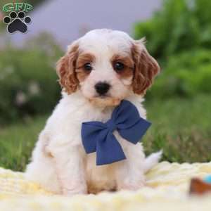 Ollie, Cavapoo Puppy
