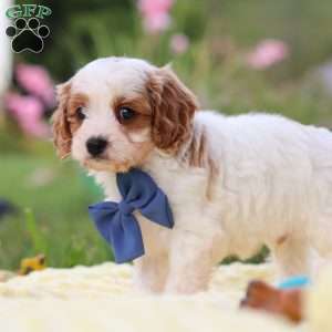 Ollie, Cavapoo Puppy