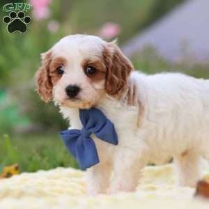 Ollie, Cavapoo Puppy