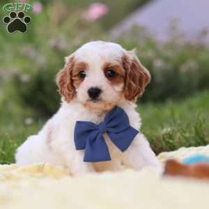 Ollie, Cavapoo Puppy