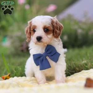 Ollie, Cavapoo Puppy