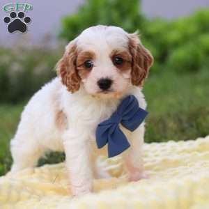 Ollie, Cavapoo Puppy