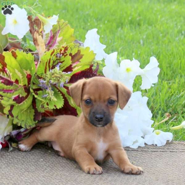 Ollie, Jack-a-poo Puppy