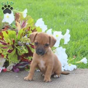 Ollie, Jack-a-poo Puppy