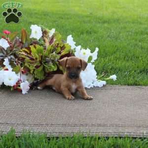 Ollie, Jack-a-poo Puppy