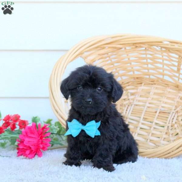 Ollie, Yorkie Poo Puppy