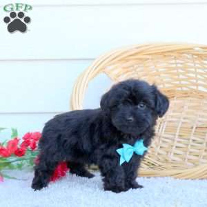 Ollie, Yorkie Poo Puppy