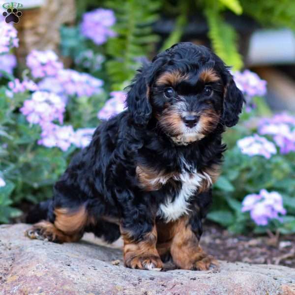 Ollie, Cavapoo Puppy