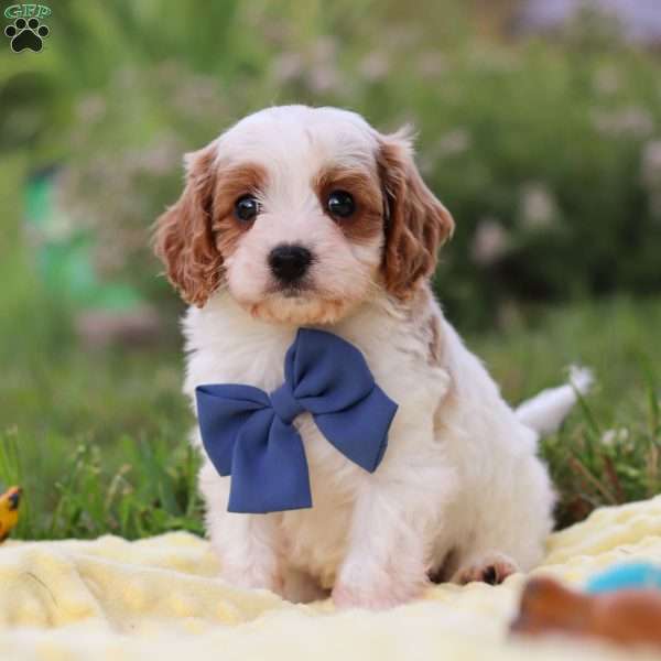 Ollie, Cavapoo Puppy